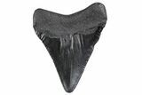 Juvenile Megalodon Tooth - South Carolina #370428-1